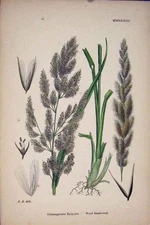 Original Old Antique Print Calamagrostis Epigejos Wood Small Reed Colour A