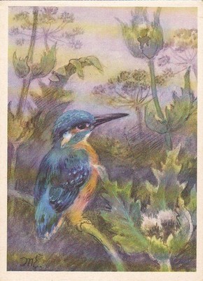 Zoo  Wildlife   *  Eisvogel *   King Fisher     Postcard   # 015  RARE