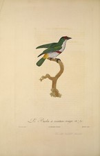 Red Belt Barbet VINTAGE exotic 18th century Bird wall art prints poster #