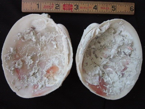 Fossil Clam Bivalve Specimen Shell Dominican Republic Periglypta multicostata - Picture 3 of 14
