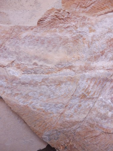 Rhinobatos (Guitar Fish), Very Large Size (43 cm) - Lebanon - Cretaceous Period - Picture 7 of 11