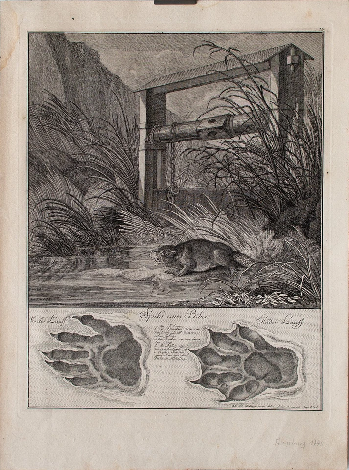 Ridinger Spuhr eines Bibers Kupferstich 1740 jagtbare Thiere Wehr Ufer - Bild 4 von 4