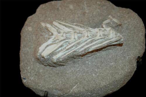 UNIDENTIFIED FISH TAIL FOSSIL BONE FROM MOROCCO ON STAND #F5 - 第 1/5 張圖片