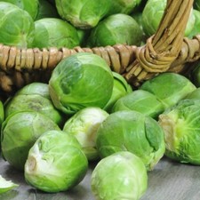 Brussel Sprouts HERITAGE - Evesham Special x 150 Brussels Sprout Seeds FREE POST