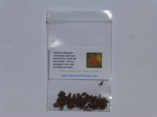 Butterfly Milkweed Seeds (Asclepias tuberosa) ✤ 30 Cold Stratified Seeds - Picture 3 of 3
