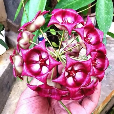 Real Pict Hoya Archboldian Sp Papua Rare Plant