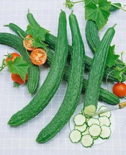 100+ Dragon Suhyo Cucumber Cross Seeds -- Japanese / Asian Cucumber ------- RARE