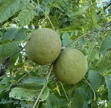 Black Walnuts In Green Hull Fresh Hand Picked Ohio Grown 5 Lb 