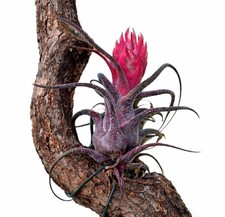 Tillandsia pruinosa 5-15cm - Fuzzywuzzy airplant Frosty air plant