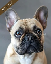 French Bulldog with tears in wide big eyes 8x10 Print