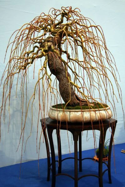 Trauerweide Bonsai online kaufen | eBay.de