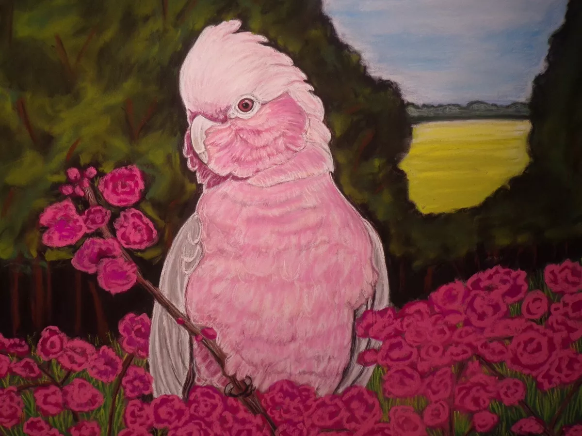 Galah cockatoo price deals