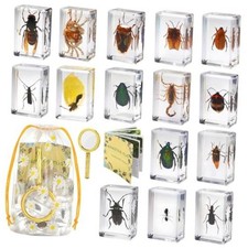 15 Real Insect Resin Specimens Set - Various Real Bug Specimens in Combination