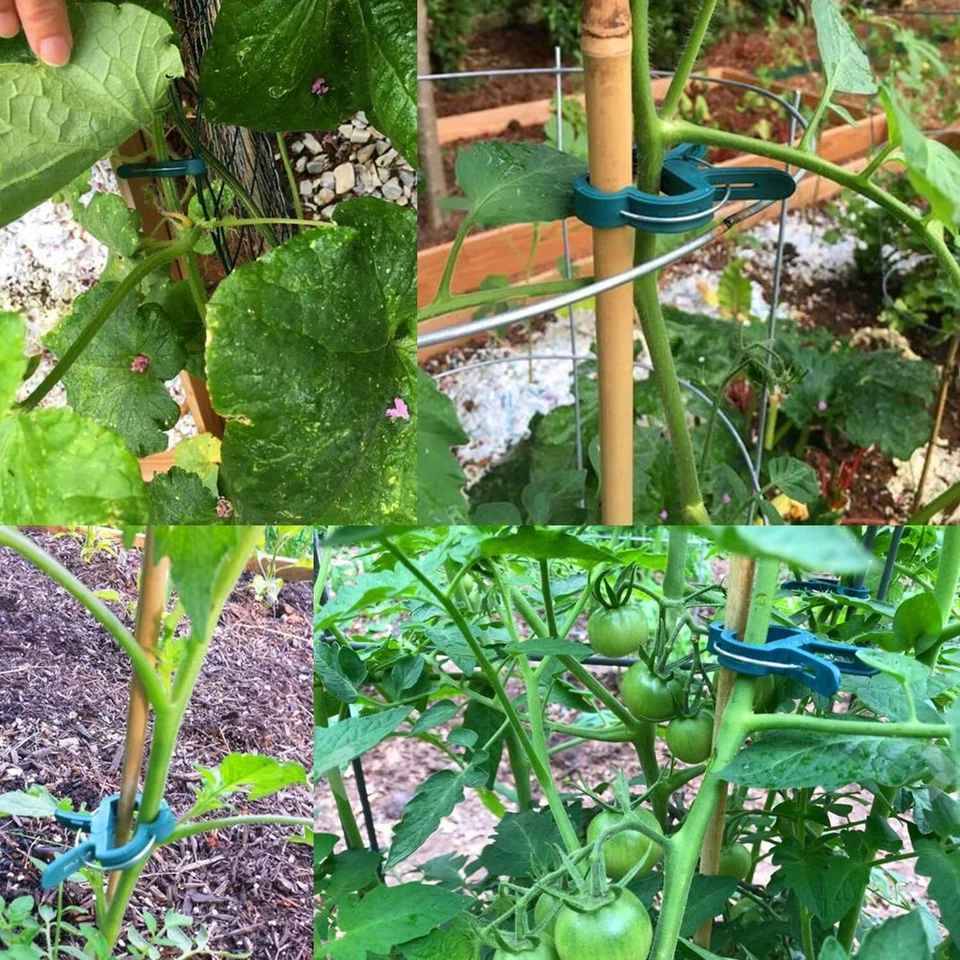 200 PIEZAS CLIPS GRANDES PARA PLANTAS Y JARDINES Soporte Tomate Vegetal Enrejado Cordel Lazos EE. UU. Foto 3 de 4