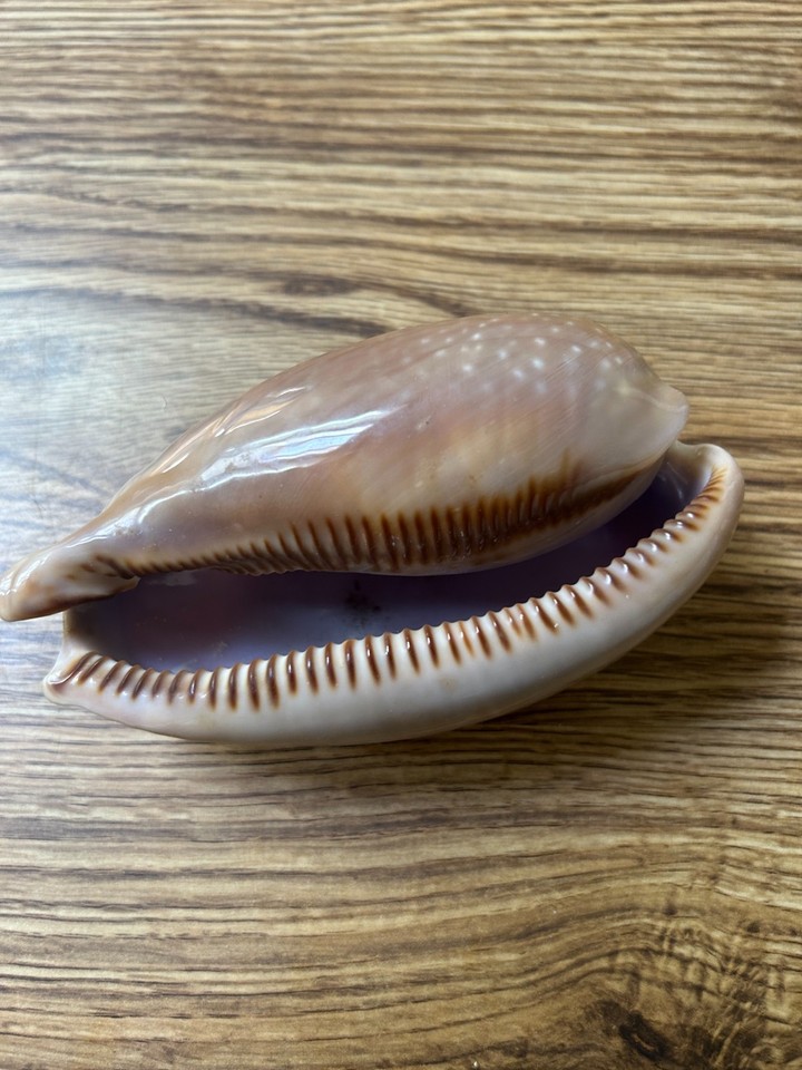 Measled Cowrie Shell 5