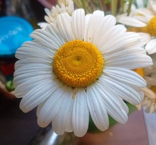 5 X OX EYE DAISY BARE ROOT PLANTS / CUTTINGS