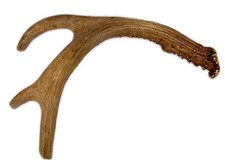 Deer Antler Dog Chew, Medium, 9 Inches to 13 Inches Long. Perfect for Your Me...