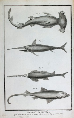 Hammer-Hai Hammerhead Shark Säge-Fisch Saw Fish Espadon Schwertfisch Broadbill