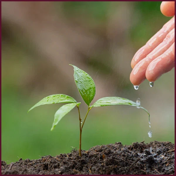 Clear Epoxy Live Edge Walnut Dining Table – 60" x 30" Custom Handmade Tabletop - Image 3 of 4