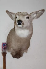 Mule Deer Head Shoulder Mount Taxidermy Mount Antler Hunt Whitetail Rack Hide