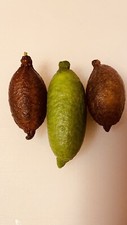 limone caviale O Finger Lime