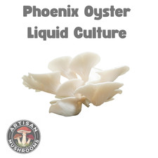 Phoenix Oyster Mushroom Liquid Culture - Ready to Grow Spores!