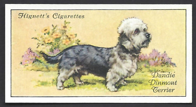 HIGNETT - HUNDE - #39 DANDIE DINMONT TERRIER