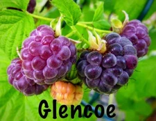 Raspberry Plants “Glencoe” Thornless Berry 10 Plants