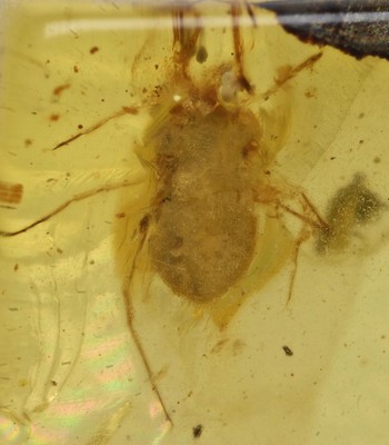 Erythraeidae (Velvet Mite), Fossil insect inclusion in Burmese Amber