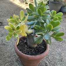 Jade Plant 'Rainbow Jade' Tri Color  Leafs 12” wide x 10” tall it blooms pink 