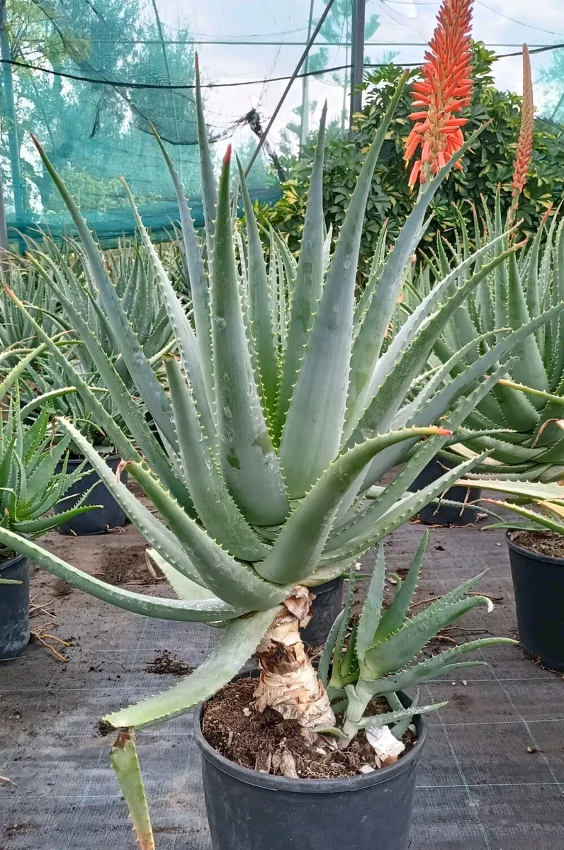 aloe vera holika Holika Holika main image 0