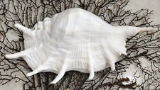 Huge Lambis Spyder Conch Seashell Natural Shell Rare Real Beach 13"-15" In Large