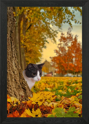 Gerahmtes Wandbild Poster Leinwanddruck Bild Katze Katzen Katze