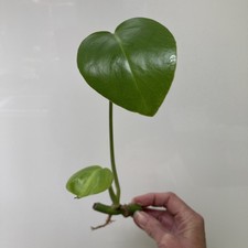 A Monstera Deliciosa Rooted Cutting. Swiss Cheese Plant