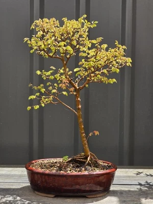 Large Chinese Elm Bonsai FREE EXPRESS POST - image 1 of 4