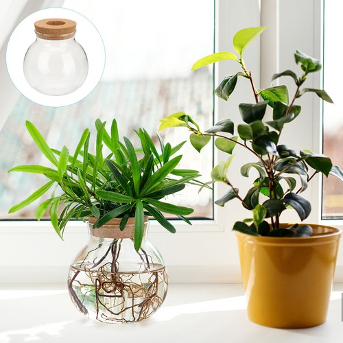 Pflanze Terrarium Vermehrungsstation Hydrokultur Vase Wasserpflanzgefäß - Bild 5 von 10