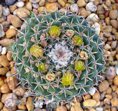RARE MAMMILLARIA UNCINATA @@ exotic cacti pincushion cactus seed 20 SEEDS |  eBay