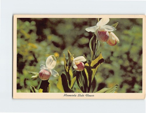 Postcard The Lady Slipper State Flower of Minnesota USA | eBay
