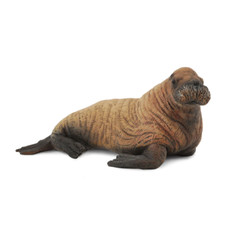 CollectA Realistic Animal Replica Walrus Calf Figure Medium Ages 3 Years and Up