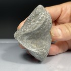 SS Rocks - Brochiopod, Paraspirifer, Brownockeri (Sylvania, Ohio) 115g — photo 4