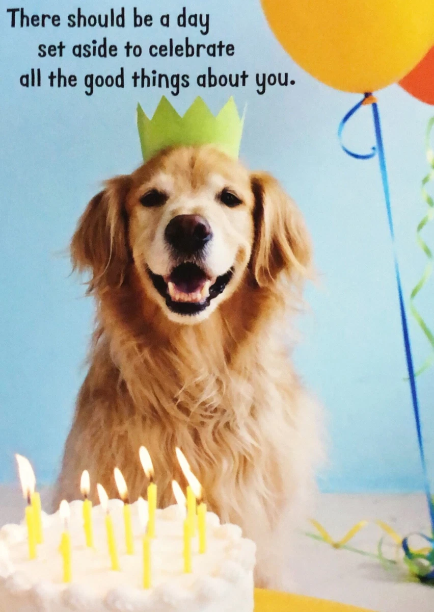 Golden retriever funny pics 2025