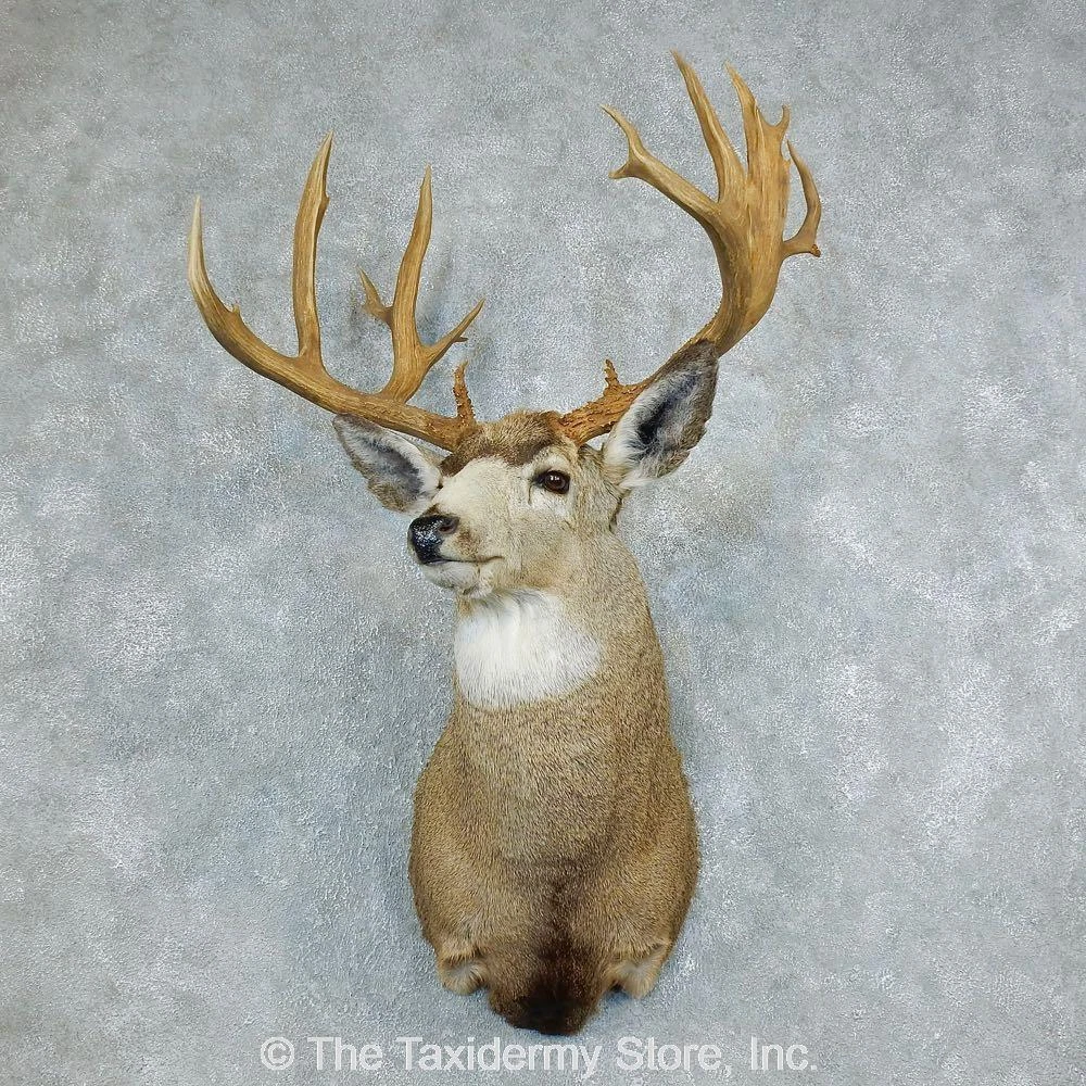 Mule Deer Taxidermy Forms
