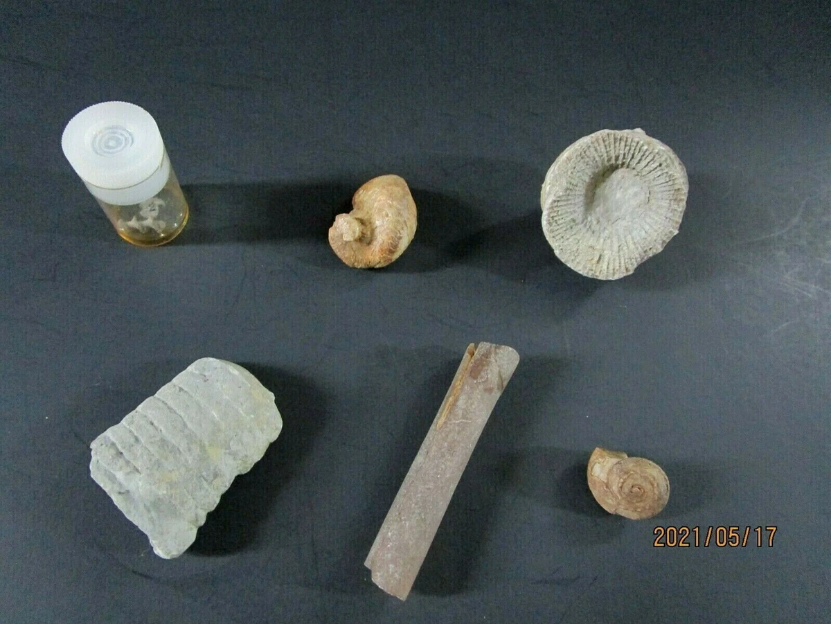 Small fossils for sale new arrivals