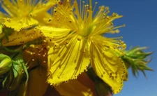 St. Johns Wort Seeds - Hypericum perforatum Seeds - Multiple Quantities