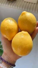 Lemon Tree Meyer (5-12” Live Rooted Seedlings) NON-GMO Organic