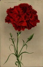 1910 Red Carnation Postcard  Portland, Allegan Co. Michigan