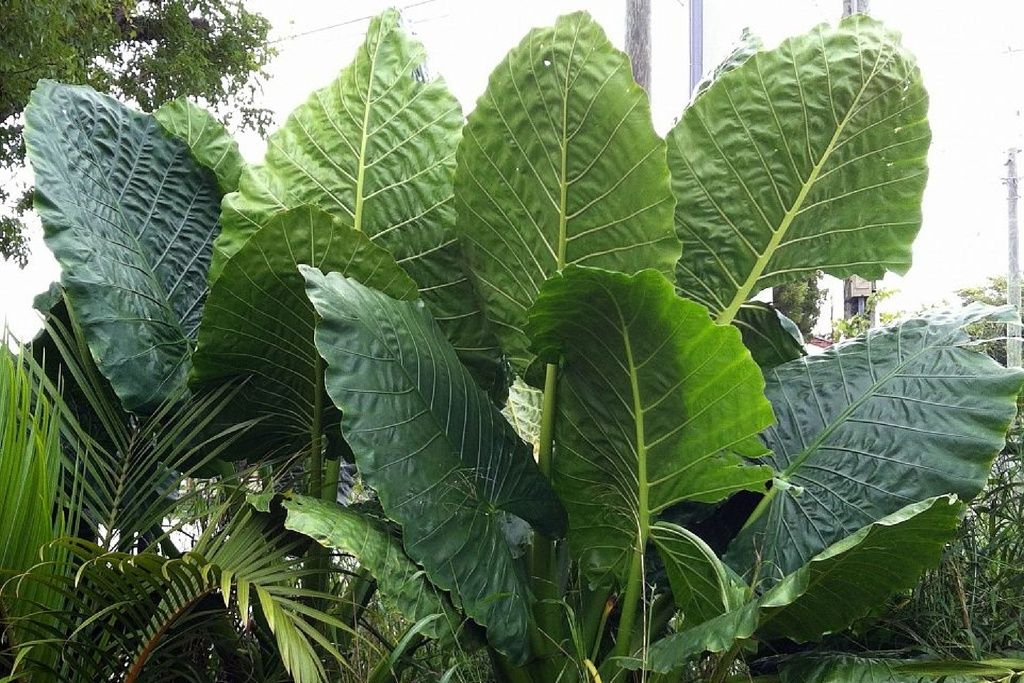 Colocasia gigantea Borneo (コロカシア ギガンティア ボルネオ Colocasia gigantea Borneo (コロカシア ギガンティア ボルネオ