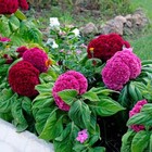 CELOSIA DWARF Coral Gardens Mix 100+ Seeds COMPACT flower garden VIBRANT COLOURS