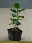 WILD GRAPE Tropical Hibiscus -- Plant in 4.5" pot — photo 2