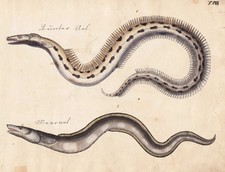 Meeraal conger  Aal eel fish Fisch Fische Lithographie Strack 1826 280545